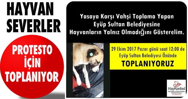 HAYVANSEVERLER TOPLANIYOR