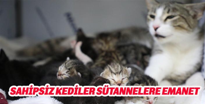 Yavru kedilere “Sütanneler” bakıyor